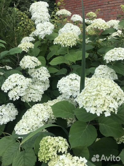 Цветы для сада