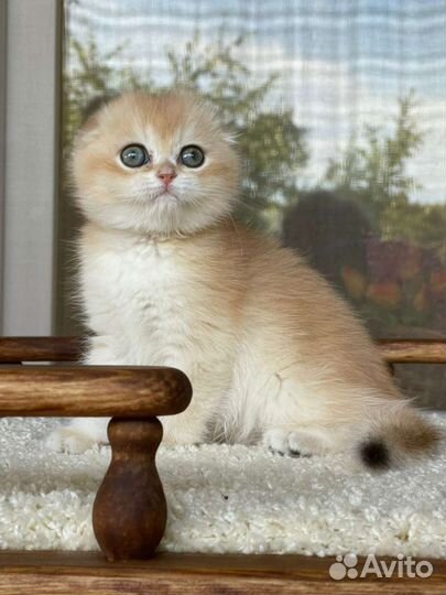 Шотландская вислоухая кошка ny12