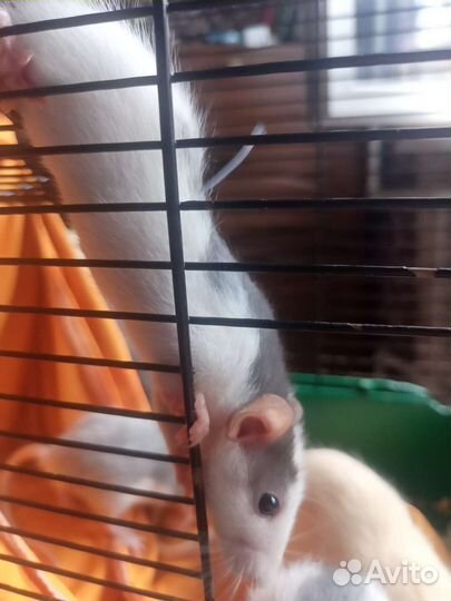 Крыски дамбо, рэкс