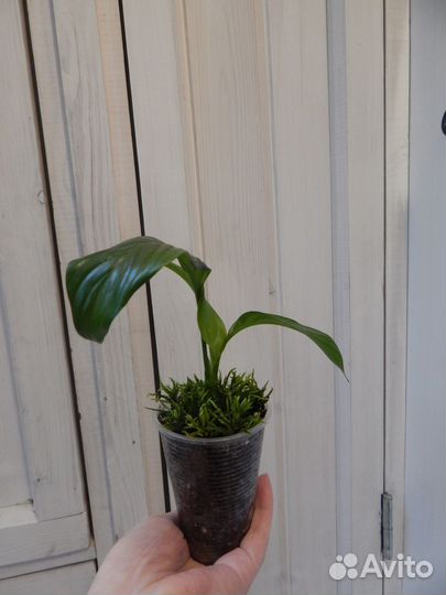 Спатифиллум (