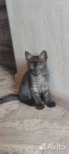 Котик ищет дом находится на временной передержке