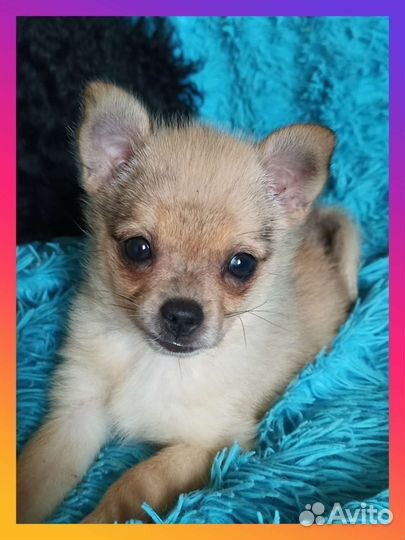Щенок чихуахуа мини девочка