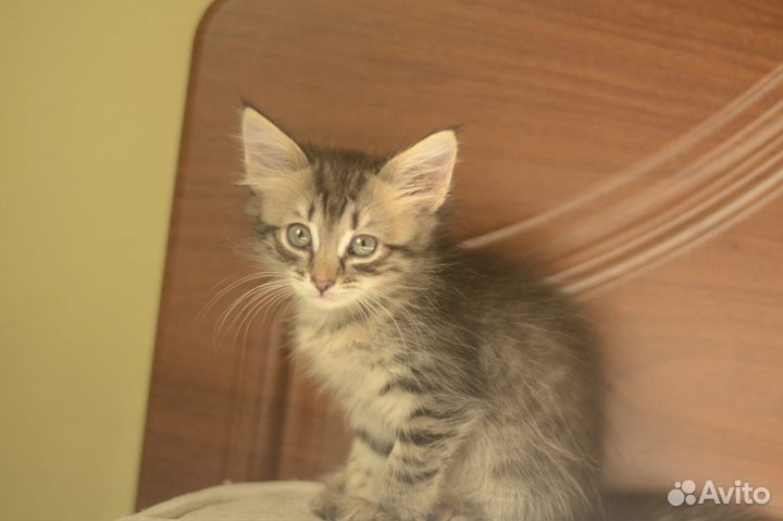 Котята красавчики