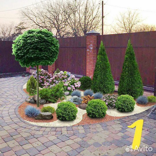 Туя западная Даника