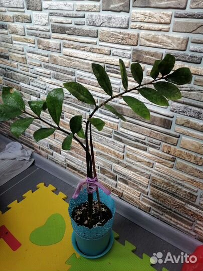 Замиокулькас