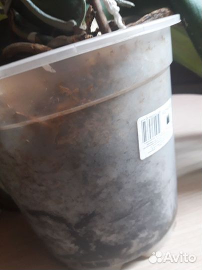 Орхидея фаленопсис