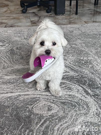 Передержка, догситтер, зооняня, рн. мамайка