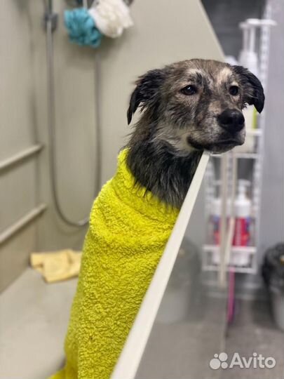 Собака девочка Айка 1,5 годика