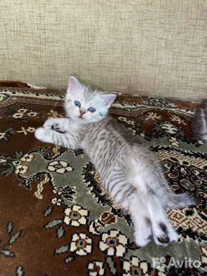 Шотландские котята