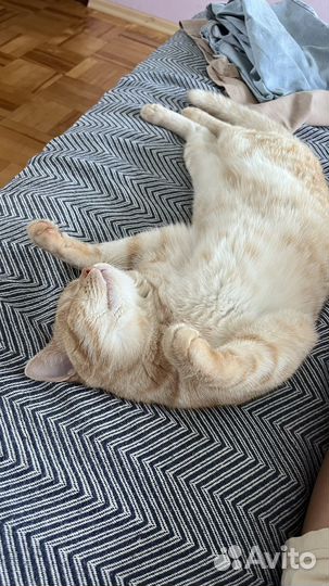 Отдам кота в добрые ручки