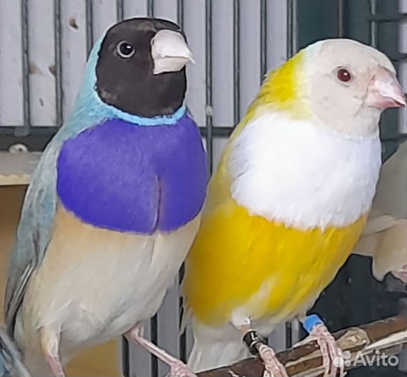 Амадины Гульда