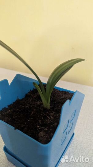 Комнатные цветы Кливия