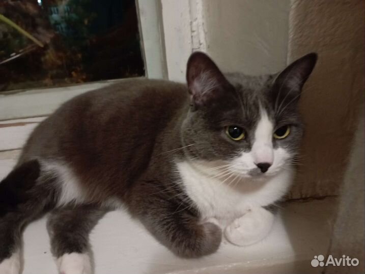 Кошки