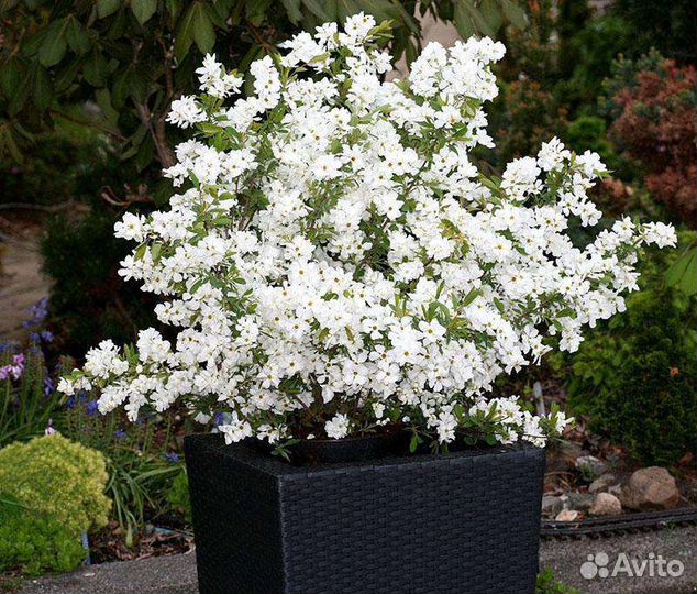 Жасмин Махровый, Земляничный