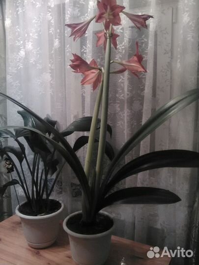 Амариллис или гиппеаструм(Цена за 1 отросток )