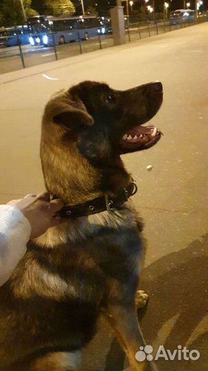 Собака в добрые ответственные руки