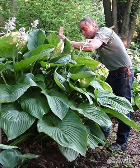 Хосты сортовые. Многолетние цветы для Сибири