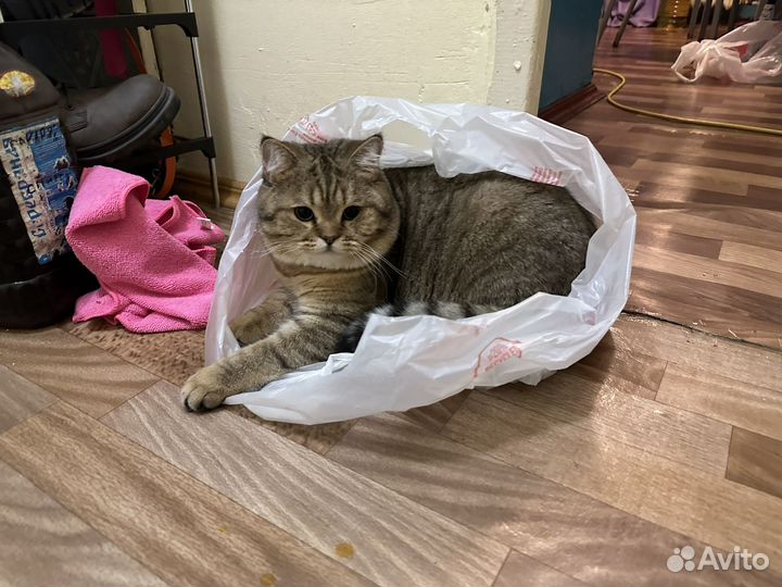 Золотая шиншилла вязка