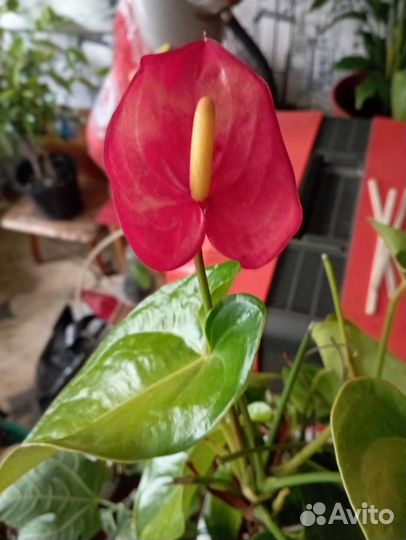 Гибискус Антуриум Фикус зомиокулькас