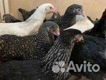 Куры молодки несушки 4,5 месяца с доставкой
