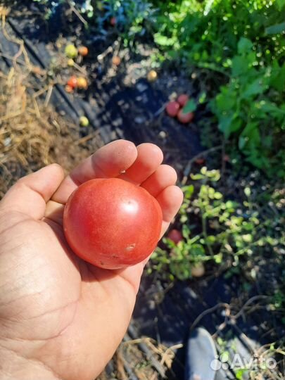 Розовый помидор на томат,салат