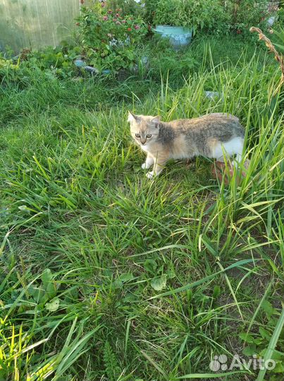 Отдам в добрые руки