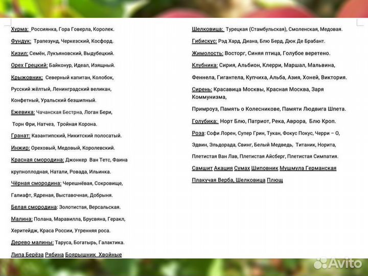 Саженцы Розы Императрица Фарах