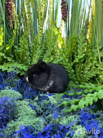 Мини кролики ручные карлики