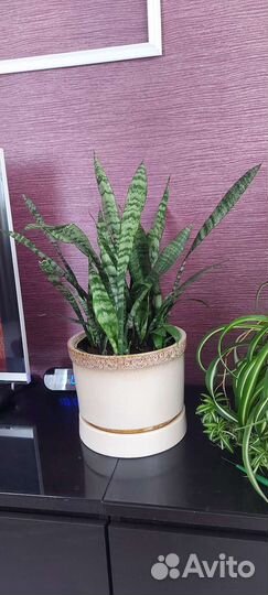 Сансевиерия