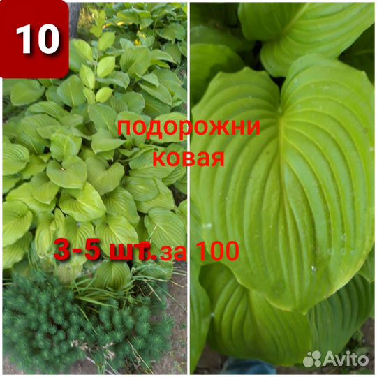 Хосты 2за100, Клематис