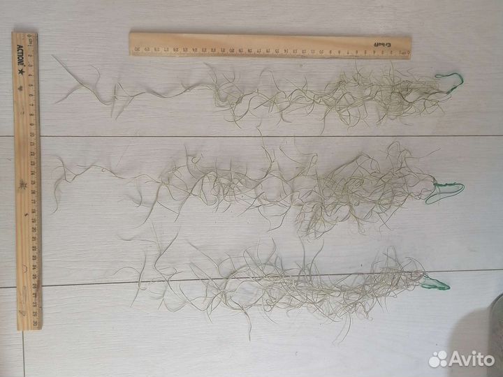 Фикусы, тиллансия