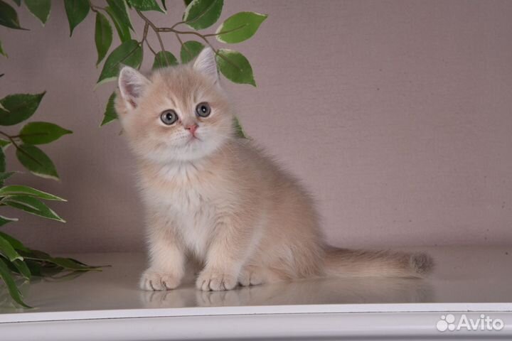 Котенок британская шиншилла