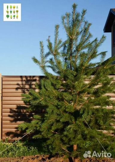 Крупномер сосна опт