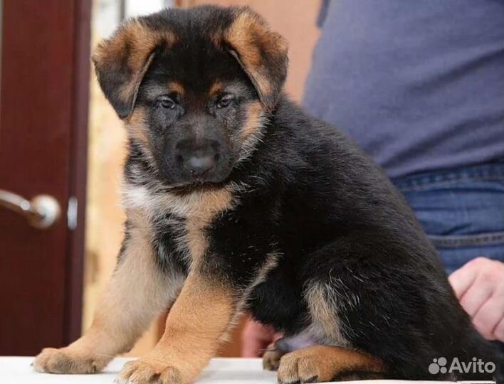 Умнейшие создания щенки немцы