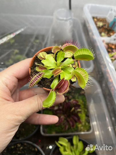 Венерина мухоловка дионея