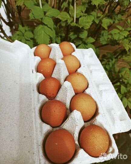 Инкубационное яйцо маран, амераукана