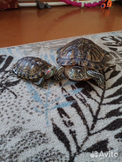 Красноухая черепаха