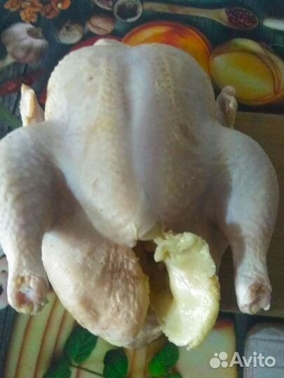 Домашние куры бройлеры