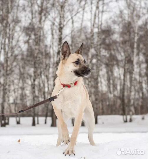 Небольшая собачка страдает в приюте