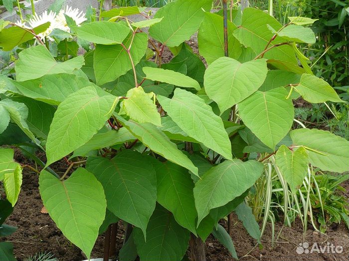 Сахалинский горец, Рейнутрия (бамбук), ива шар
