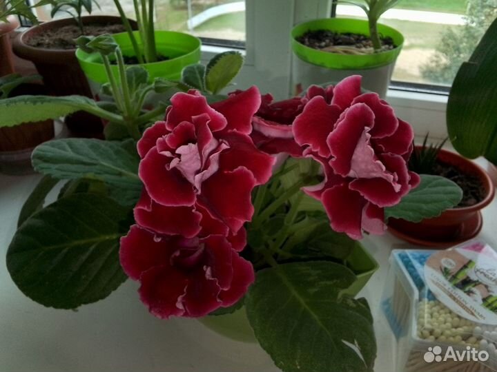 Глоксиния махровая бордовая