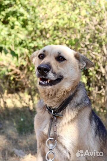 Мухтар в добрые руки