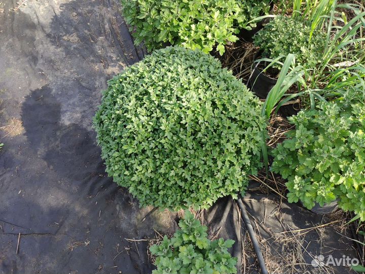 Хризантемы мультифлора шаровидные