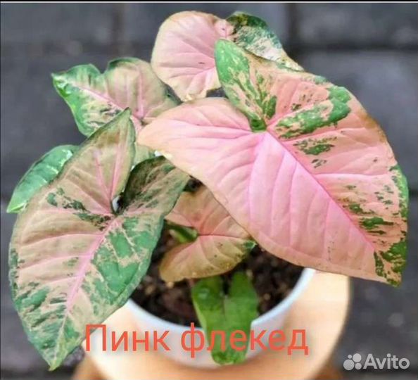 Сингониум сортовые