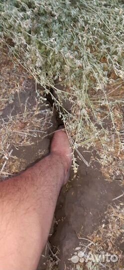 Семена люцерны, клевера, эспарцета, донника, горци