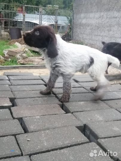 Продажа щенков дратхаара