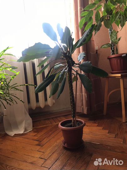 Отдам Молочай гребенчатый