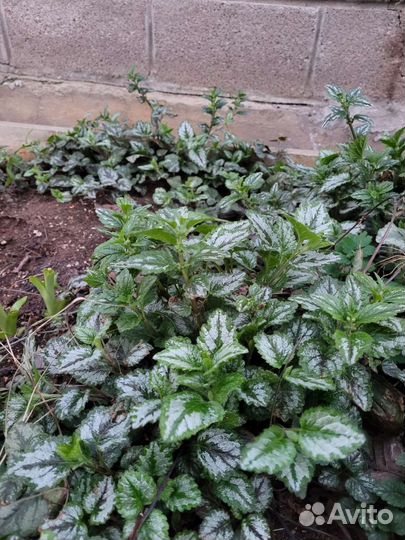 Яснотка зеленчуковая