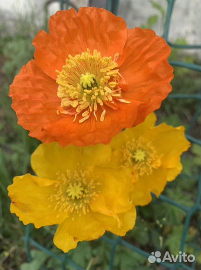 Маки многолетние декоративные(Папавер Монпасье )