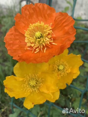 Маки многолетние декоративные(Папавер Монпасье )